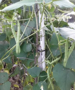 Humphrey Cut-short Heirloom Bean (30 Seeds)