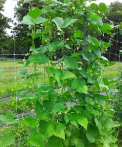 Humphrey Cut-short Heirloom Bean (30 Seeds)