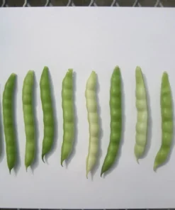 Humphrey Cut-short Heirloom Bean (30 Seeds)