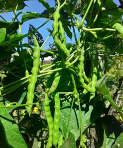 Humphrey Cut-short Heirloom Bean (30 Seeds)