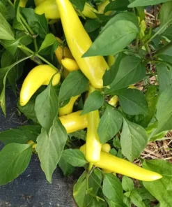 Hungarian Hot Wax Pepper Seeds