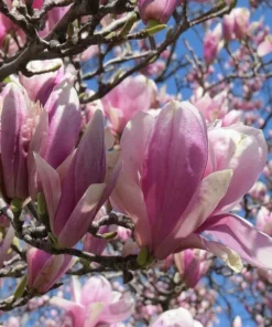 Jane Magnolia Shrub 2.5 Inch Pot