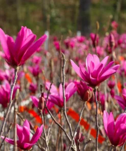 Jane Magnolia Shrub 2.5 Inch Pot