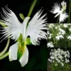 Japanese Radiata White Egret Orchid Flower 50 Seeds