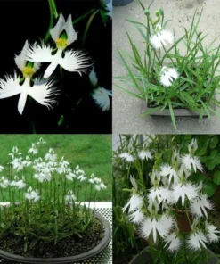 Japanese Radiata White Egret Orchid Flower 50 Seeds