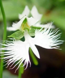 Japanese Radiata White Egret Orchid Flower 50 Seeds