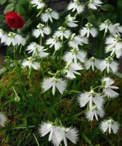 Japanese Radiata White Egret Orchid Flower 50 Seeds