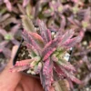 Kalanchoe Pink Butterfly Succulent - Rare Variegated, 2in Pot
