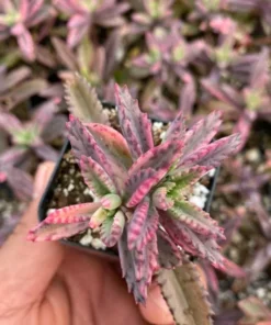 Kalanchoe Pink Butterfly Succulent - Rare Variegated, 2in Pot