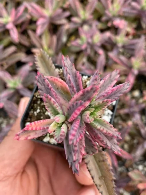 Kalanchoe Pink Butterfly Succulent - Rare Variegated, 2in Pot