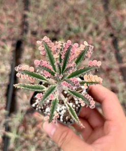 Kalanchoe Pink Butterfly Succulent - Rare Variegated, 2in Pot