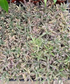 Kalanchoe Pink Butterfly Succulent - Rare Variegated, 2in Pot