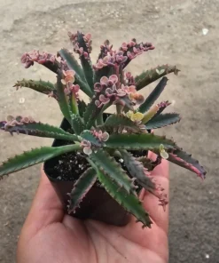 Kalanchoe Pink Butterfly Succulent - Rare Variegated, 2in Pot