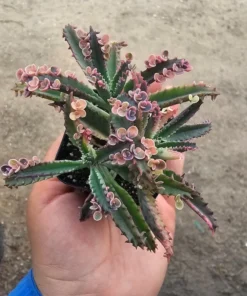 Kalanchoe Pink Butterfly Succulent - Rare Variegated, 2in Pot