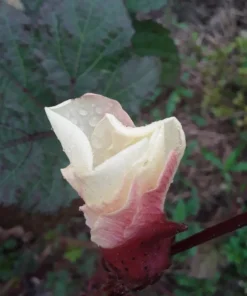 Kinali Bornova Okra Turkish Heirloom (30 Seeds)