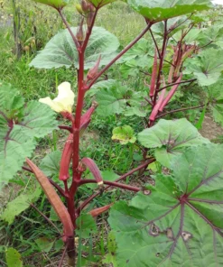 Kinali Bornova Okra Turkish Heirloom (30 Seeds)