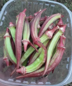Kinali Bornova Okra Turkish Heirloom (30 Seeds)