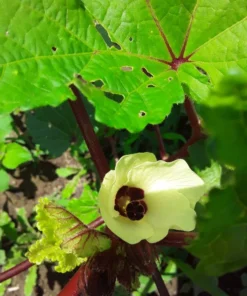 Kinali Bornova Okra Turkish Heirloom (30 Seeds)