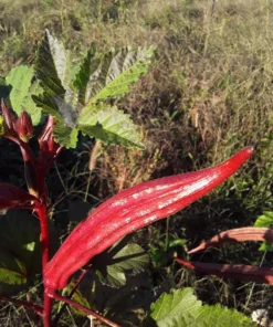 Kinali Bornova Okra Turkish Heirloom (30 Seeds)