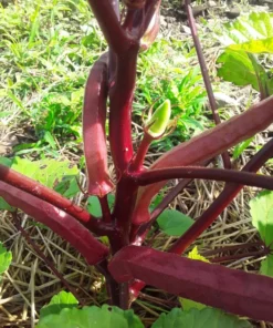 Kinali Bornova Okra Turkish Heirloom (30 Seeds)