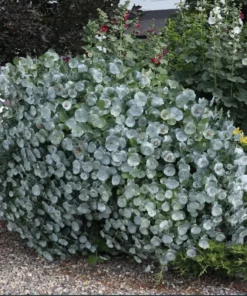 Kintzley's Ghost® Grape Honeysuckle Plant Live for Planting in 4 Inches Pot Honeysuckle Vine Ornamental Vine Plant Green Honeysuckle Plant Lonicera Reticulata Plant