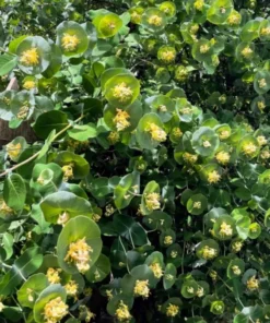 Kintzley's Ghost® Grape Honeysuckle Plant Live for Planting in 4 Inches Pot Honeysuckle Vine Ornamental Vine Plant Green Honeysuckle Plant Lonicera Reticulata Plant