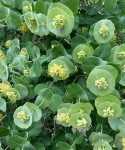 Kintzley's Ghost® Grape Honeysuckle Plant Live for Planting in 4 Inches Pot Honeysuckle Vine Ornamental Vine Plant Green Honeysuckle Plant Lonicera Reticulata Plant