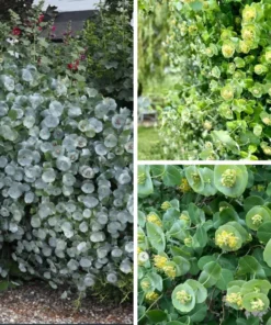 Kintzley's Ghost® Grape Honeysuckle Plant Live for Planting in 4 Inches Pot Honeysuckle Vine Ornamental Vine Plant Green Honeysuckle Plant Lonicera Reticulata Plant