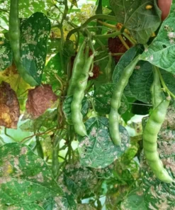 Lazy Wife Greasy Bean (30 Seeds)