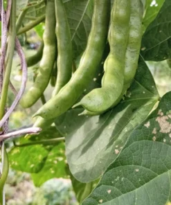 Lazy Wife Greasy Bean (30 Seeds)