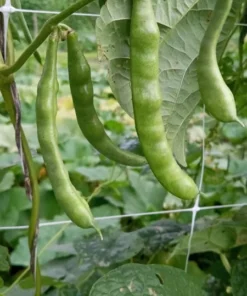 Lazy Wife Greasy Bean (30 Seeds)