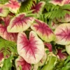 Lemon Blush Caladium Bulbs (2 Bulbs) – Magenta and Lime-Green Foliage