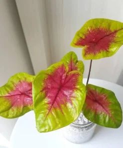 Lemon Blush Caladium Bulbs (2 Bulbs) – Magenta and Lime-Green Foliage