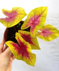 Lemon Blush Caladium Bulbs (2 Bulbs) – Magenta and Lime-Green Foliage