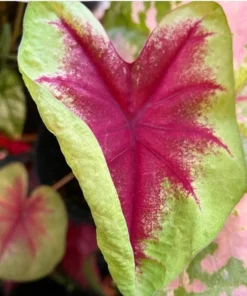 Lemon Blush Caladium Bulbs (2 Bulbs) – Magenta and Lime-Green Foliage