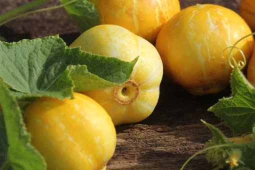 Lemon Cucumber Seeds 30+ Seeds To Grow Heirloom Vegetable