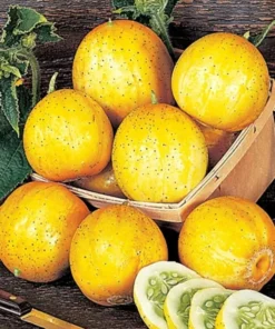 Lemon Cucumber Seeds 30+ Seeds To Grow Heirloom Vegetable