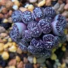 Lithops Rare Living Stones Plants Cactus Home Plantnes Plants Cactus Home Plant Succulent 50 Seeds