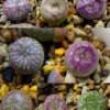 Lithops Rare Living Stones Plants Cactus Succulent Home Plantnes Plants Cactus Home Plant 50 Seeds