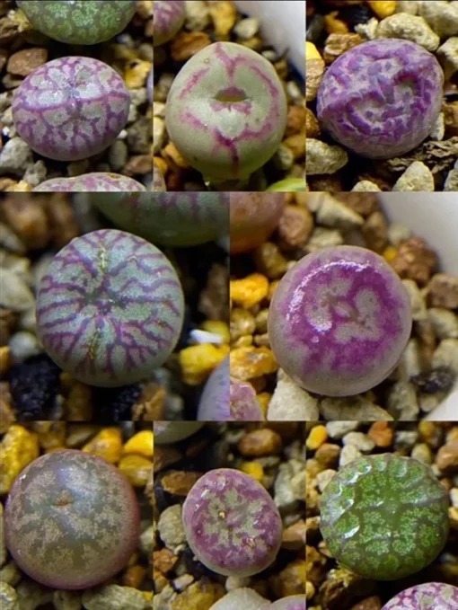 Lithops Rare Living Stones Plants Cactus Succulent Home Plantnes Plants Cactus Home Plant 50 Seeds