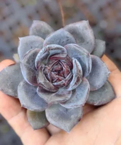 Lithops Succulent Rare Living Stones Plants Cactus Home Plantnes Plants Cactus Home Plant 50 Seeds