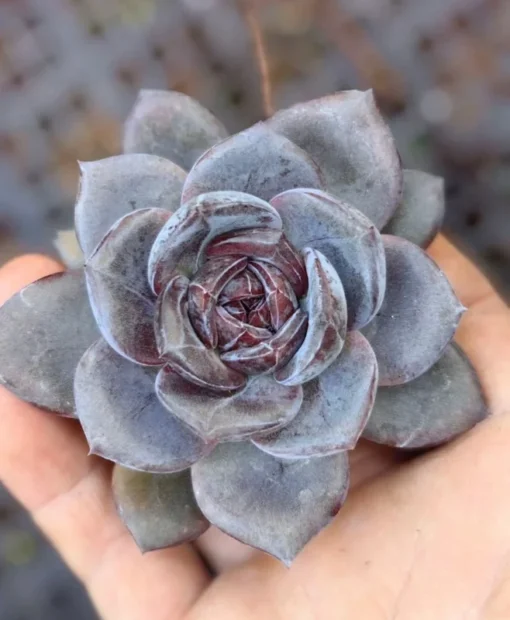 Lithops Succulent Rare Living Stones Plants Cactus Home Plantnes Plants Cactus Home Plant 50 Seeds
