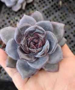 Lithops Succulent Rare Living Stones Plants Cactus Home Plantnes Plants Cactus Home Plant 50 Seeds