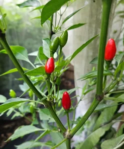 Live Chile Pequine Pepper Plant - 4-6 Inches Tall - Fresh Potted Pepper