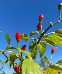 Live Chile Pequine Pepper Plant - 4-6 Inches Tall - Fresh Potted Pepper