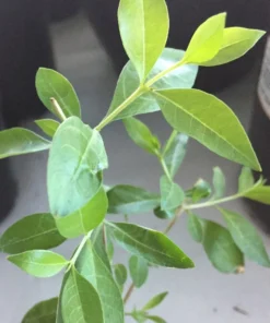 Live Henna Plant – 9-12 Inches Tall, Healthy, Well-Rooted Starter in 4-Inch Pot