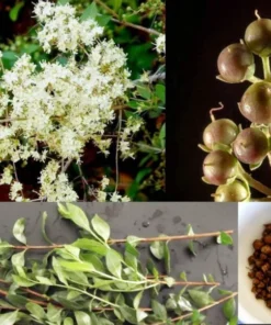 Live Henna Plant – 9-12 Inches Tall, Healthy, Well-Rooted Starter in 4-Inch Pot