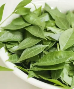 Live Henna Plant – 9-12 Inches Tall, Healthy, Well-Rooted Starter in 4-Inch Pot