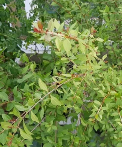 Live Henna Plant – 9-12 Inches Tall, Healthy, Well-Rooted Starter in 4-Inch Pot