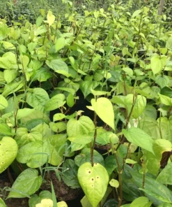 Live Paan Piper Betel Plant – 8-12 Inch Healthy Leaf Plant in 4-Inch Pot